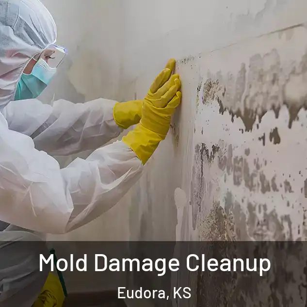  Mold Damage Cleanup Eudora, KS